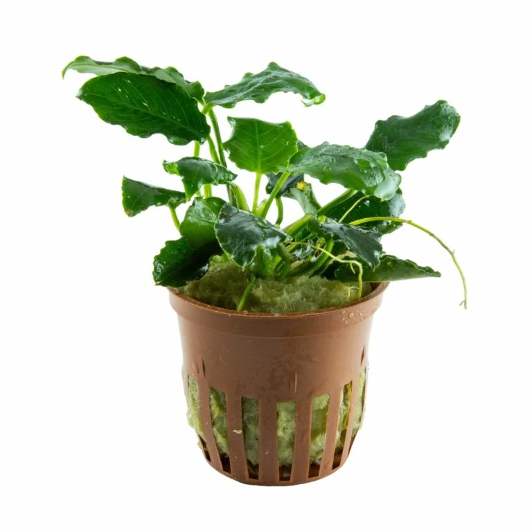 *NEU* Anubias Barteri Var. Nana "Kirin" 2 *NEU* Anubias Barteri Var. Nana "Kirin" – Bild 2