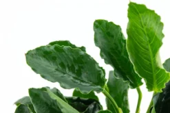 *NEU* Anubias Barteri Var. Nana "Kirin" 5 *NEU* Anubias Barteri Var. Nana "Kirin" -DENNERLE shop T101K T 1 3