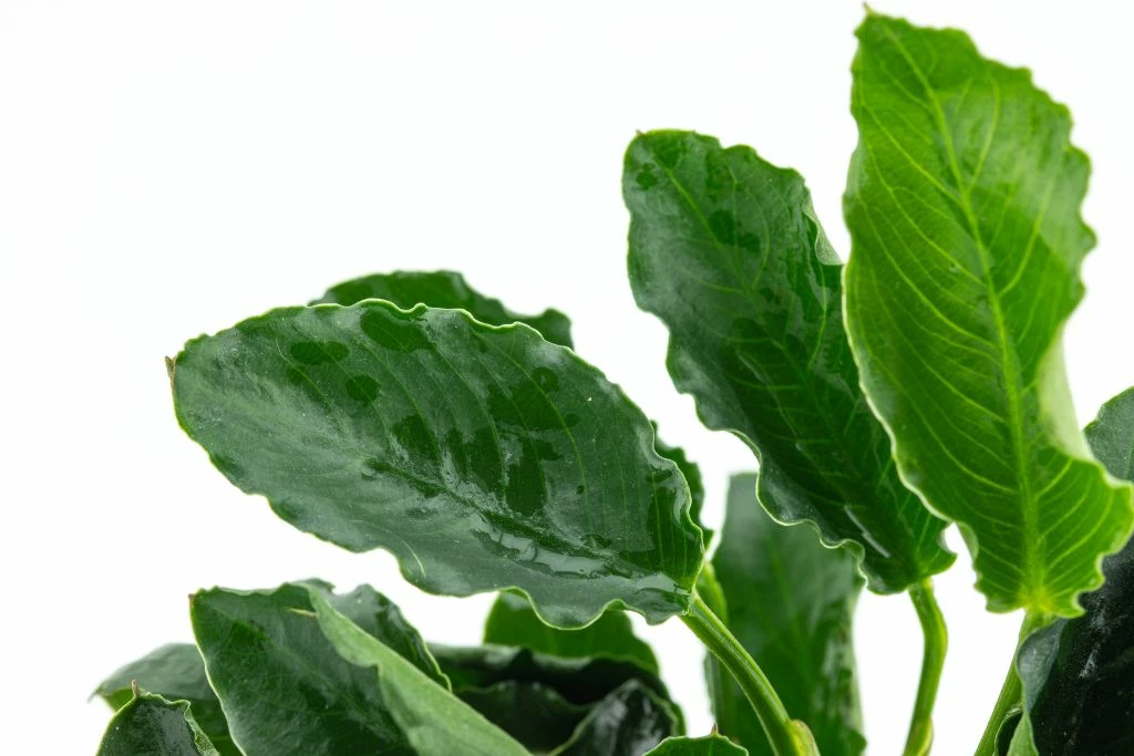 *NEU* Anubias Barteri Var. Nana "Kirin" 3 *NEU* Anubias Barteri Var. Nana "Kirin" – Bild 3