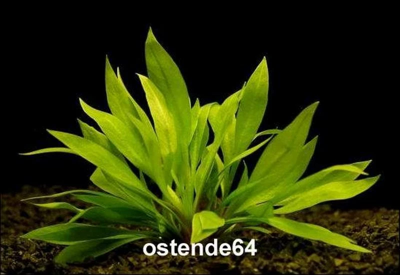 In-Vitro Breitblättrige Zwergamazonas / Echinodorus Quadricostatus - Magdalenensis 1 In-Vitro Breitblättrige Zwergamazonas / Echinodorus Quadricostatus - Magdalenensis