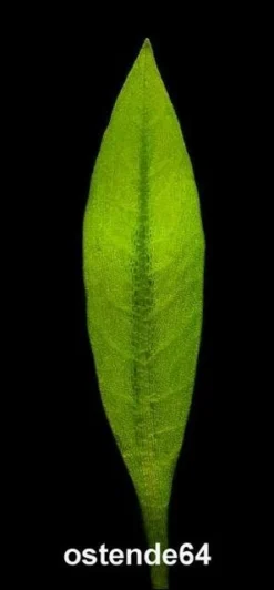 In-Vitro Breitblättrige Zwergamazonas / Echinodorus Quadricostatus - Magdalenensis 5 In-Vitro Breitblättrige Zwergamazonas / Echinodorus Quadricostatus - Magdalenensis -DENNERLE shop T10502ST 1 3