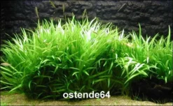 In-Vitro Grasartige Zwergschwertpflanze / Echinodorus Latifolius