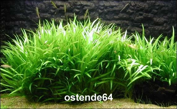 In-Vitro Grasartige Zwergschwertpflanze / Echinodorus Latifolius 1 In-Vitro Grasartige Zwergschwertpflanze / Echinodorus Latifolius