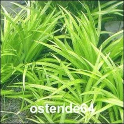 In-Vitro Grasartige Zwergschwertpflanze / Echinodorus Latifolius 3 In-Vitro Grasartige Zwergschwertpflanze / Echinodorus Latifolius -DENNERLE shop T10512ST 1 2