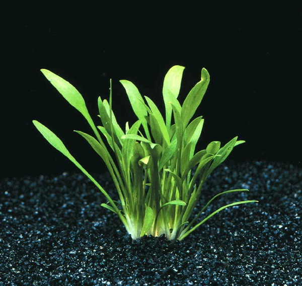 In-Vitro Zwerg-Wasserkelch / Cryptocoryne Parva 1 In-Vitro Zwerg-Wasserkelch / Cryptocoryne Parva