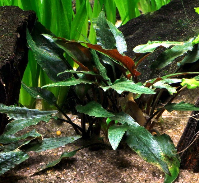 Petchs Wasserkelch / Cryptocoryne Beckettii ''petchii'' 1 Petchs Wasserkelch / Cryptocoryne Beckettii ''petchii''