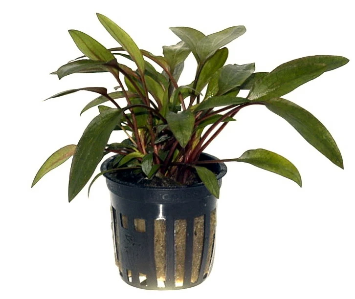 Petchs Wasserkelch / Cryptocoryne Beckettii ''petchii'' 2 Petchs Wasserkelch / Cryptocoryne Beckettii ''petchii'' – Bild 2