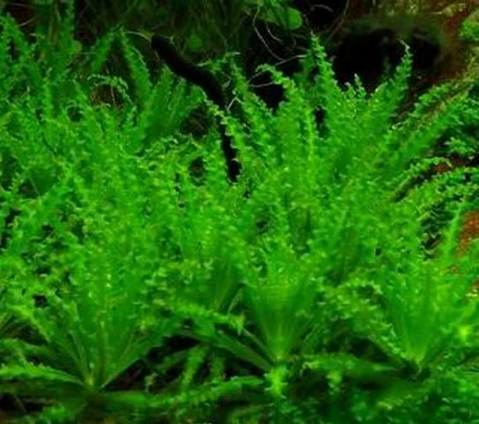 Kleiner Stern 'Daonoi' - Sternkraut / Pogostemon Helferi 2 Kleiner Stern 'Daonoi' - Sternkraut / Pogostemon Helferi – Bild 2