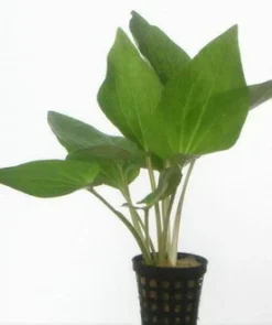 Amerikanischer Eidechsenschwanz / Saururus Cernuus Im Topf