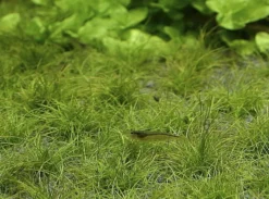 Zwerg-Nadelsimse / Eleocharis Parvulus - Pusilla Im Topf