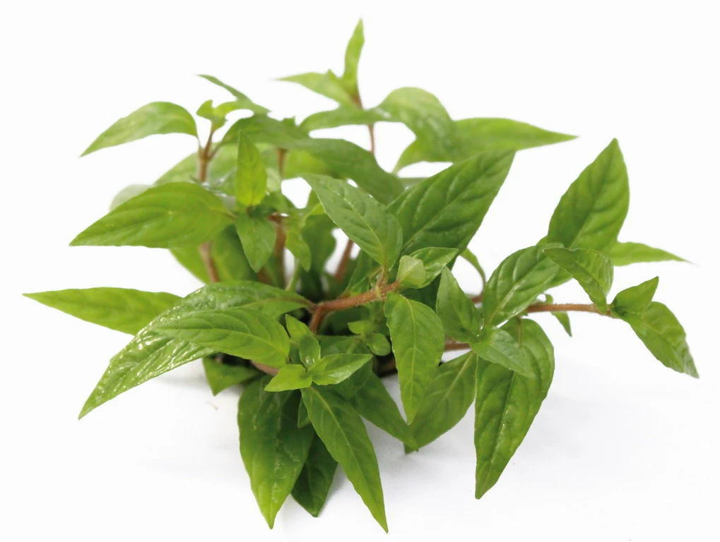 *** NEUHEIT *** Staurogyne Spec. 'Porto Velho' 1 *** NEUHEIT *** Staurogyne Spec. 'Porto Velho'