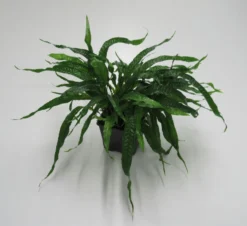 MUTTERPFLANZE Mini Javafarn / Microsorum Pteropus 'Short Narrow Leaf' - Rarität