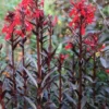 Rote Wasserlobelie / Lobelia Fulgens Queen Victoria Im 9x9 Cm Topf