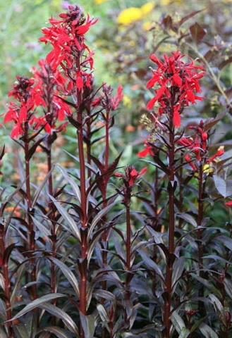 Rote Wasserlobelie / Lobelia Fulgens Queen Victoria Im 9x9 Cm Topf 1 Rote Wasserlobelie / Lobelia Fulgens Queen Victoria Im 9x9 Cm Topf