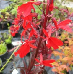 Rote Wasserlobelie / Lobelia Fulgens Queen Victoria Im 9x9 Cm Topf 3 Rote Wasserlobelie / Lobelia Fulgens Queen Victoria Im 9x9 Cm Topf -DENNERLE shop T20451ST 1 4