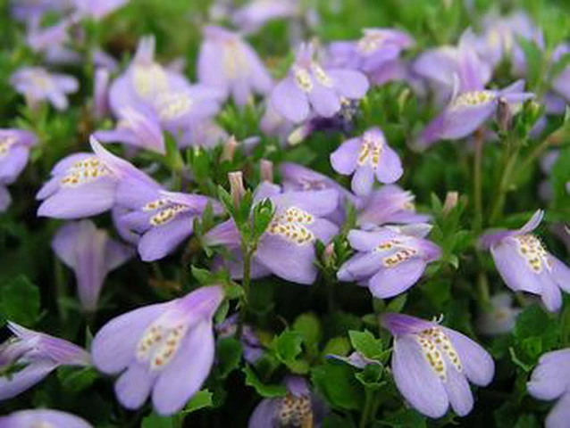 Violett-/Blaues Lippenmäulchen / Mazus Reptans Blau Im 9x9 Cm Topf 2 Violett-/Blaues Lippenmäulchen / Mazus Reptans Blau Im 9x9 Cm Topf – Bild 2