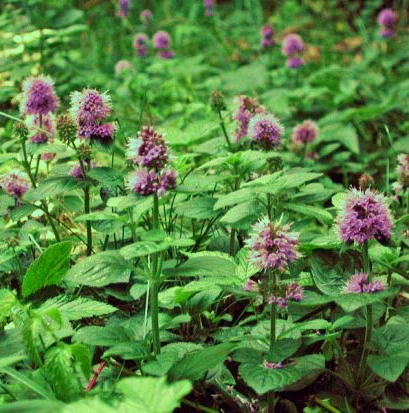 Wasserminze / Mentha Aquatica Im 9x9 Cm Topf 1 Wasserminze / Mentha Aquatica Im 9x9 Cm Topf