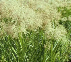 Weiss-Grünes Schilfrohr / Phragmites Australis Variegatus Im 9x9 Cm Topf