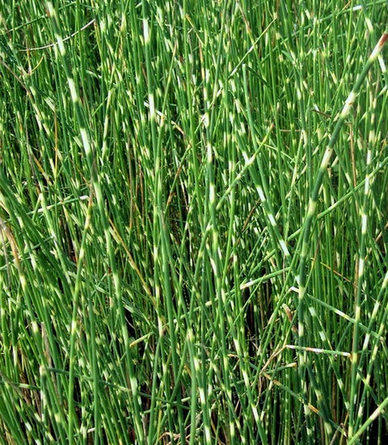 Zebrasimse / Scirpus Tabernaemontani Zebrinus Im 9x9 Cm Topf 1 Zebrasimse / Scirpus Tabernaemontani Zebrinus Im 9x9 Cm Topf