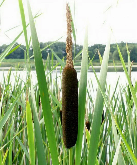 Breitblättriger Rohrkolben / Typha Latifolia Im 9x9 Cm Topf 2 Breitblättriger Rohrkolben / Typha Latifolia Im 9x9 Cm Topf – Bild 2