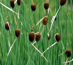 Zwergrohrkolben / Typha Minima Im 9x9 Cm Topf