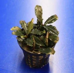 Mini Bucephalandra / Bucephalandra Sp. 'mini Catherinae' ***Top RARITÄT***