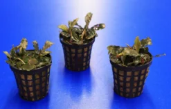 Mini Bucephalandra / Bucephalandra Sp. 'mini Catherinae' ***Top RARITÄT*** -DENNERLE shop T220998AN 1 4