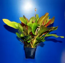 MUTTERPFLANZE DER WOCHE Echinodorus / Schwertpflanze