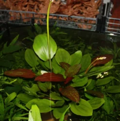 MUTTERPFLANZE DER WOCHE Echinodorus / Schwertpflanze -DENNERLE shop T301wf 1 3