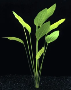 MUTTERPFLANZE DER WOCHE Echinodorus / Schwertpflanze -DENNERLE shop T301wf 1 4