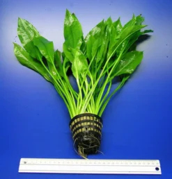 MUTTERPFLANZE DER WOCHE Echinodorus / Schwertpflanze -DENNERLE shop T301wf 1 5