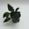 RARITÄT Anubias Nana 'bolang'