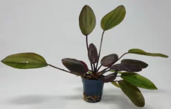 Kirschrote Schwertpflanze / Echinodorus Aflame 3 Kirschrote Schwertpflanze / Echinodorus Aflame -DENNERLE shop T313wf 1 4