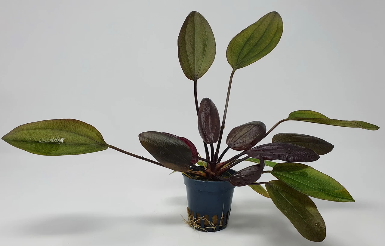 Kirschrote Schwertpflanze / Echinodorus Aflame 2 Kirschrote Schwertpflanze / Echinodorus Aflame – Bild 2