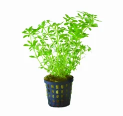 Vietnam Sumpffreund / Limnophila Sp. Vietnam Mini