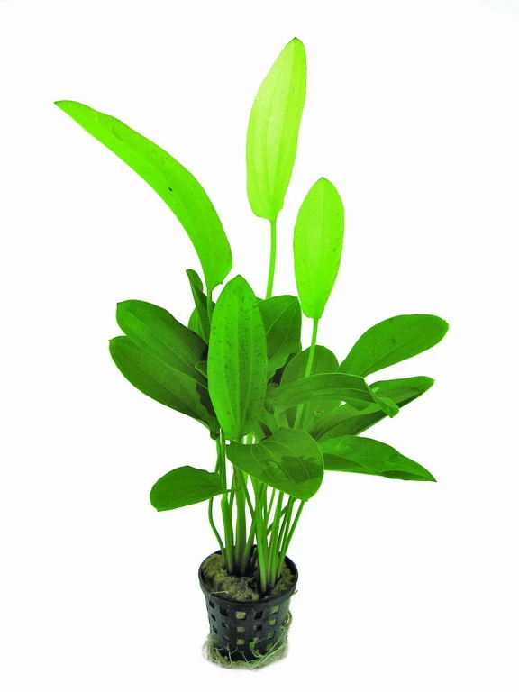 Dreifarbige Schwertpflanze / Echinodorus 'Tricolor' 1 Dreifarbige Schwertpflanze / Echinodorus 'Tricolor'