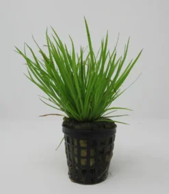 Goldener Zwergkalmus / Acorus Pussilus GOLD