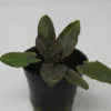 Rosa Petchs Wasserkelch / Cryptocoryne ''petchii Pink''