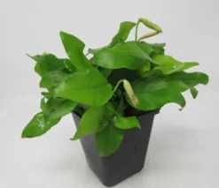 MUTTERPFLANZE Goldenes Zwergspeerblatt / Anubias Nana GOLD-BLATT