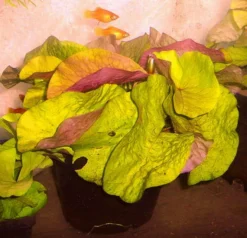 DENNERLE shop 36 Kleinblättrige Zwerg-Seerose / Nymphaea Minuta Eine RARITÄT!