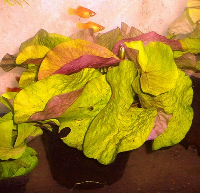 Kleinblättrige Zwerg-Seerose / Nymphaea Minuta Eine RARITÄT! 1 Kleinblättrige Zwerg-Seerose / Nymphaea Minuta Eine RARITÄT!