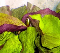 DENNERLE shop -DENNERLE shop T757OK 1 2