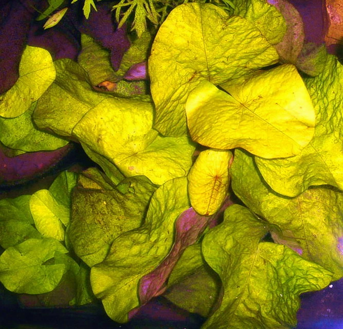 Kleinblättrige Zwerg-Seerose / Nymphaea Minuta Eine RARITÄT! 3 Kleinblättrige Zwerg-Seerose / Nymphaea Minuta Eine RARITÄT! – Bild 3