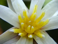 Kleinblättrige Zwerg-Seerose / Nymphaea Minuta Eine RARITÄT! 9 Kleinblättrige Zwerg-Seerose / Nymphaea Minuta Eine RARITÄT! -DENNERLE shop T757OK 1 5