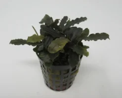 Bucephalandra Spec. ´Biblis Red´ Im Topf ***RARITÄT***