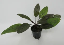 Rainers Felix Amazonas-Schwertpflanze / Echinodorus Rainers Felix