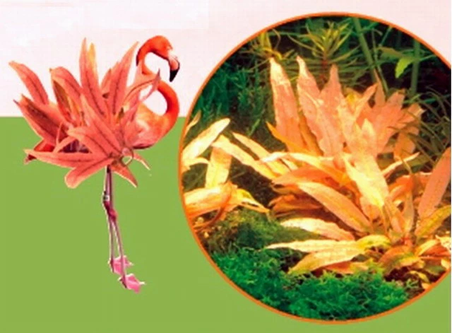 Dennerle InVitro Flamingo Wasserkelch / Cryptocoryne Spec.'Flamingo' 1 Dennerle InVitro Flamingo Wasserkelch / Cryptocoryne Spec.'Flamingo'