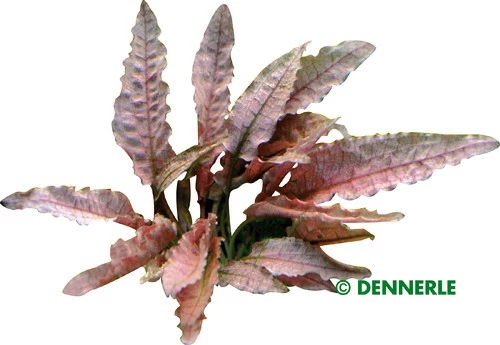 Dennerle InVitro Flamingo Wasserkelch / Cryptocoryne Spec.'Flamingo' 2 Dennerle InVitro Flamingo Wasserkelch / Cryptocoryne Spec.'Flamingo' – Bild 2