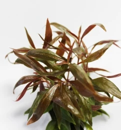 Mini-Papageienblatt Im Topf / Alternanthera Reineckii Mini