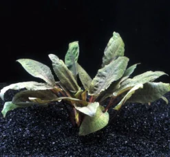 Cryptocoryne Wendtii TROPICA